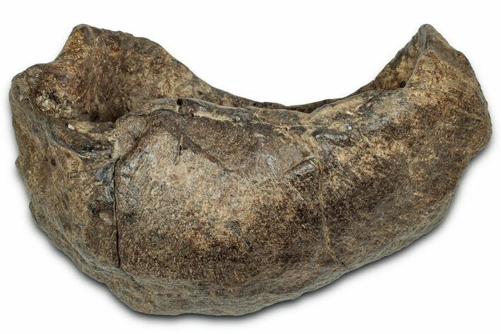 Huge Fossil Whale Ear Bone - South Carolina #358962